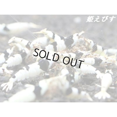 画像1: ＜新作！＞ブラックビーシュリンプ　【墨桜：Sumizakura】５匹セット