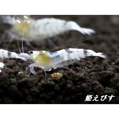 画像2: ゴースト系ハイブリッドシュリンプ　ＷＩＮＧ-ＺＥＲＯ（ウイングゼロ）　５匹セット