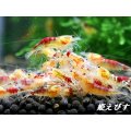 ドラゴンサンライズ（DRAGON SUNRISE）　５匹