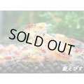 （K様注文商品です）ドラゴンサンライズ（DRAGON SUNRISE）　♀２、♂１