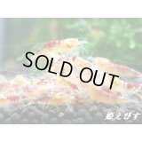 （K様注文商品です）ドラゴンサンライズ（DRAGON SUNRISE）　♀２、♂１