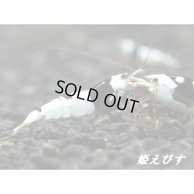 画像4: ＜新作！＞ブラックビーシュリンプ　【墨桜：Sumizakura】５匹セット