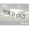 ゴーストシャドーターコイズ　繁殖１０匹セット