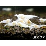 ゴーストシャドーターコイズ　繁殖１０匹セット