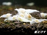 ゴーストシャドーターコイズ　繁殖１０匹セット