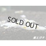 ゴースト系ハイブリッドシュリンプ　ＷＩＮＧ-ＺＥＲＯ（ウイングゼロ）　５匹セット