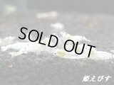 ゴースト系ハイブリッドシュリンプ　ＷＩＮＧ-ＺＥＲＯ（ウイングゼロ）　５匹セット