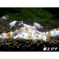ゴーストシャドー　繁殖１０匹セット