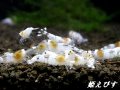 ゴーストシャドー　繁殖１０匹セット