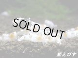 ゴーストシャドー　繁殖１０匹セット