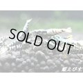 Black Galaxy Fishborn（ブラックカオス系統）２ペア＝４匹　（ミドル-ハイグレード水槽よりチョイスします）