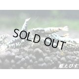 Black Galaxy Fishborn（ブラックカオス系統）２ペア＝４匹　（ミドル-ハイグレード水槽よりチョイスします）