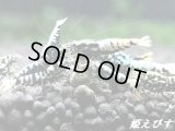 Black Galaxy Fishborn（ブラックカオス系統）２ペア＝４匹　（ミドル-ハイグレード水槽よりチョイスします）