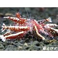 Red Galaxy Fishborn（レッドカオス系統）２ペア＝４匹　（ミドル-ハイグレード水槽よりチョイスします）