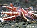Red Galaxy Fishborn（レッドカオス系統）２ペア＝４匹　（ミドル-ハイグレード水槽よりチョイスします）