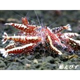 Red Galaxy Fishborn（レッドカオス系統）２ペア＝４匹　（ミドル-ハイグレード水槽よりチョイスします）