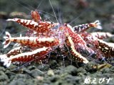 Red Galaxy Fishborn（レッドカオス系統）２ペア＝４匹　（ミドル-ハイグレード水槽よりチョイスします）
