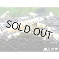 ブラックファンシーＳＰ．”Ｂｌａｃｋ　Ｗｉｎｇ（ブラックウイング）ＴｙｐｅI”　２ペア＝４匹