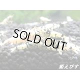 ブラックファンシーＳＰ．”Ｂｌａｃｋ　Ｗｉｎｇ（ブラックウイング）ＴｙｐｅI”　２ペア＝４匹
