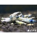 ECLIPSE turquoise(エクリプスターコイズ）　若個体