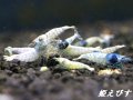 ECLIPSE turquoise(エクリプスターコイズ）　若個体