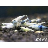 ECLIPSE turquoise(エクリプスターコイズ）　若個体