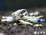 ECLIPSE turquoise(エクリプスターコイズ）　若個体