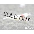 レッドビーシュリンプ【緋桜：Akezakura】　モスラ ２ペア＝４匹　