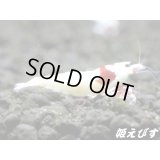 レッドビーシュリンプ【緋桜：Akezakura】　モスラ ２ペア＝４匹　