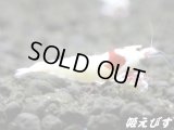 レッドビーシュリンプ【緋桜：Akezakura】　モスラ ２ペア＝４匹　