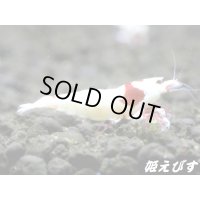 レッドビーシュリンプ【緋桜：Akezakura】　モスラ ２ペア＝４匹　