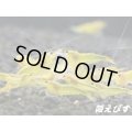 イエローキングコング（イエローシャドー）１０匹　セット