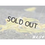 イエローキングコング（イエローシャドー）１０匹　セット