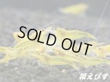 イエローキングコング（イエローシャドー）１０匹　セット
