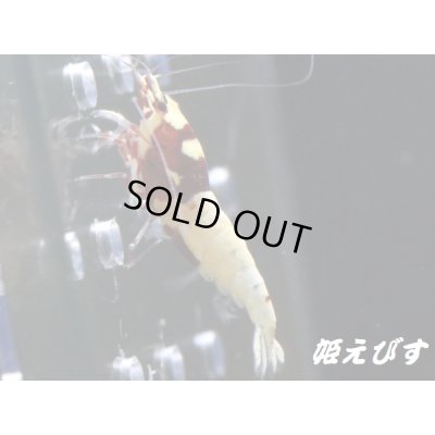 画像5: レッドピント 種親含む10匹 セット