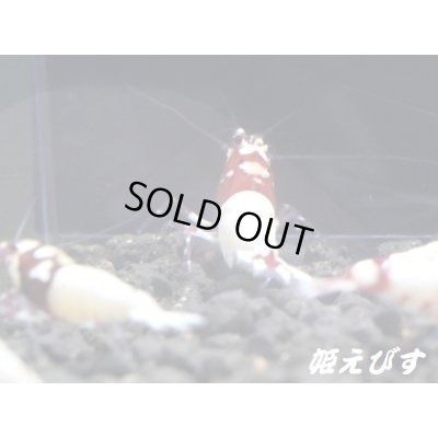 画像4: レッドピント 種親含む10匹 セット