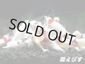 レッドビーシュリンプ　モスラ１０匹　セット