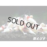 レッドビーシュリンプ　モスラ１０匹　セット
