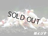 レッドビーシュリンプ　モスラ１０匹　セット