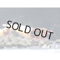 レッドピント　種親含む１０匹　セット