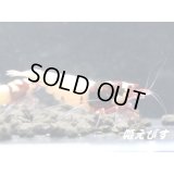 レッドピント　種親含む１０匹　セット