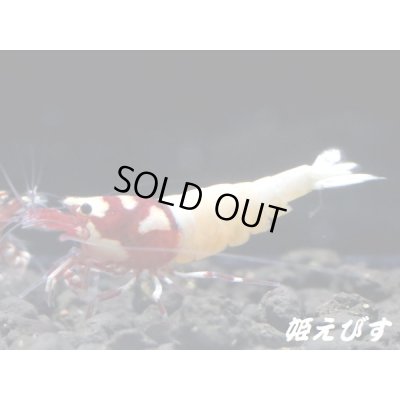 画像3: レッドピント 種親含む10匹 セット