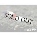レッドビーシュリンプ　【墨桜レッド：Sumizakura-Red】抱卵ペア＝２匹　＜墨桜ブラックビーの赤バージョン個体！！＞