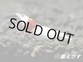 レッドビーシュリンプ　【墨桜レッド：Sumizakura-Red】抱卵ペア＝２匹　＜墨桜ブラックビーの赤バージョン個体！！＞