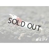 レッドビーシュリンプ　【墨桜レッド：Sumizakura-Red】抱卵ペア＝２匹　＜墨桜ブラックビーの赤バージョン個体！！＞