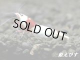 レッドビーシュリンプ　【墨桜レッド：Sumizakura-Red】抱卵ペア＝２匹　＜墨桜ブラックビーの赤バージョン個体！！＞
