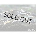 Black Galaxy Fishborn（ブラックカオス系統）5匹セット