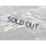 福岡県B様専用　Black Galaxy Fishborn（ブラックカオス系統）♀5匹