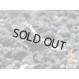 ＜激レア！レッド系ブルーライン個体！！＞Red Galaxy Fishborn（レッドカオス系統）　種親♂