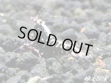 ＜激レア！レッド系ブルーライン個体！！＞Red Galaxy Fishborn（レッドカオス系統）　種親♂